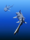 Hybodus shark