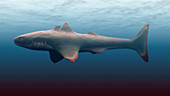 Cladoselache shark
