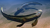 Xenacanthus shark