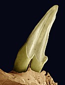 Tooth fossil,SEM