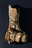 Prehistoric bison leg bone