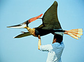 Stephen Winkworth and model pteranodon