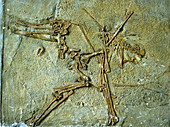 Fossil remains of the Pterodactyl