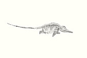 Drawing of skeleton of Ichthyosaurus communis