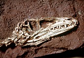 Fossil of Coelurosaur,the bird-like dinosaur