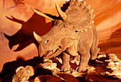 Reconstruction of triceratops