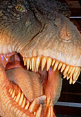 Model head of the dinosaur,Tyrannosaurus rex