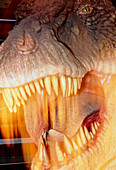 Model head of the dinosaur,Tyrannosaurus rex