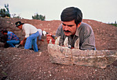 Rodolfo Coria dusting fossil jaw of giant dinosaur