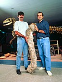 Coria & Salgado with giant dinosaur's thigh bone