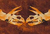 Enhanced image of Triceratops dinosaur skulls