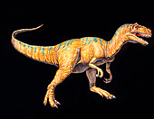 Artwork of an Allosaurus dinosaur,Allosaurus sp