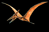 Artwork of the pterosaur,Pteranodon sp