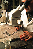 Researcher cleaning a dinosaur fossil