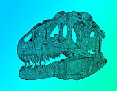 Dinosaur skull computer model