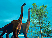Brachiosaurus dinosaurs
