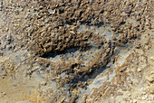 Theropod dinosaur footprint