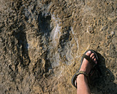 Iguanodontid dinosaur footprint