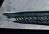 Fossilised ichthyosaur snout