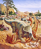 Protocerops attacking a velociraptor