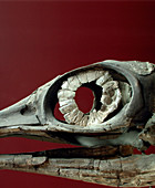 Fossilised ichthyosaur skull