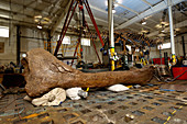 Tyrannosaurus rex femur bone
