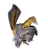 Microraptor dinosaur