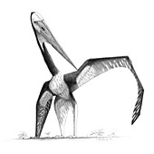 Pterosaur (Zhejiangopterus linhaiensis)