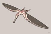 Pterosaur anatomy (image 2 of 5),artwork