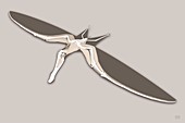 Pterosaur anatomy (image 4 of 5),artwork