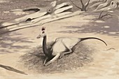 Gallimimus dinosaur,artwork