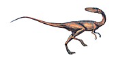 Coelophysis dinosaur,computer artwork