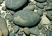 Close-up of a pebble with 'onion skin' weathering