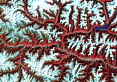 Eastern Himalayas,satellite image