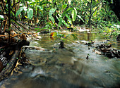 Overflowing Amazonian stream