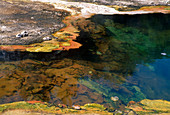 Algae in geothermal pool