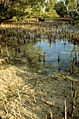 Mud flat in a mangrove swamp,Indonesia