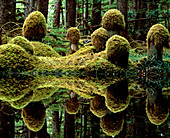 Moss-covered tree trunks reflecting in swamp water