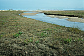 Land formation,on salt marsh