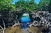 Mangrove trees