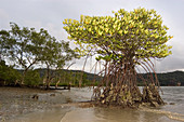 Mangrove tree and roots