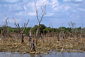 Mangrove destruction