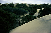 Mobile sand dunes ,Coto Donana ,Spain