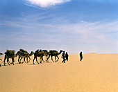 Camel caravan in Western Tenere desert,Niger