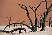 Dead acacia trees