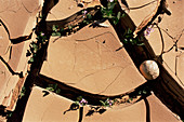 Desert flowers between cracks