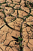 Desert flowers between cracks