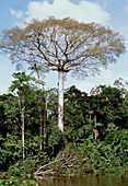 Silk cotton tree in rainforest,Ecuador