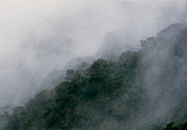 Primary cloud forest in Ecuador