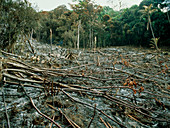 Clearing of the rainforest (deforestation)